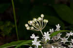 Fourleaf milkweed